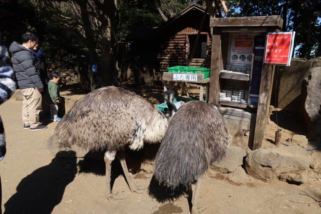 Animal feeding stands with money changer