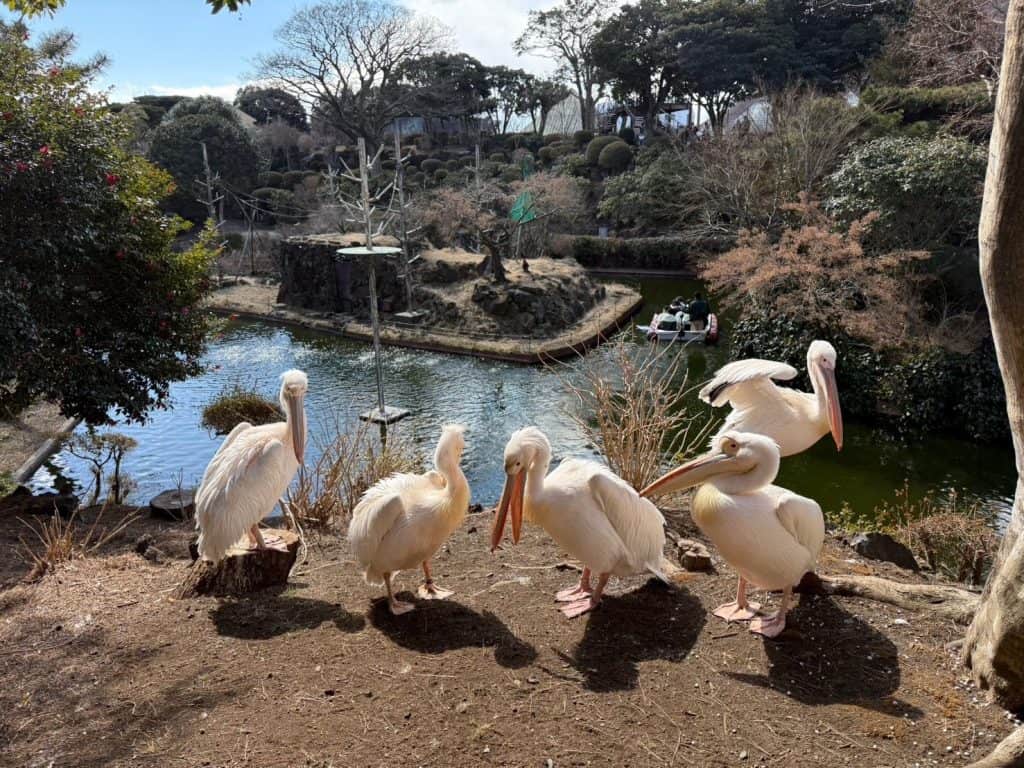 Free Roaming Pelicans at Izu Shaboten Zoo