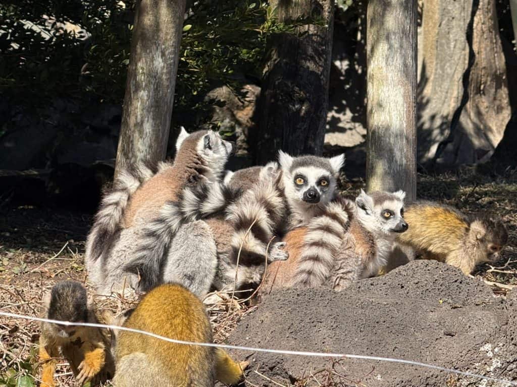 Lemurs from the Boat Ride in Izu Shaboten Park