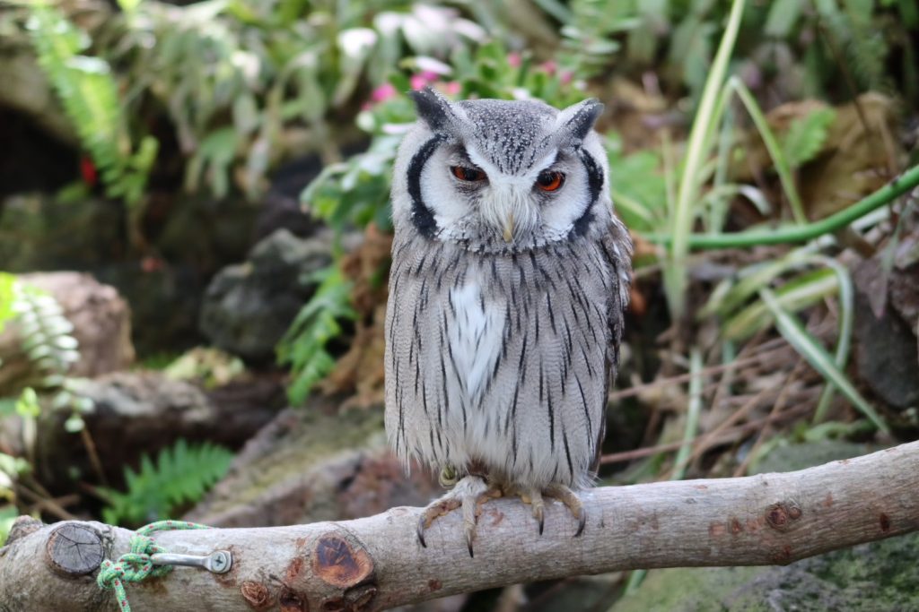 Owl at Izu Shaboten Zoo