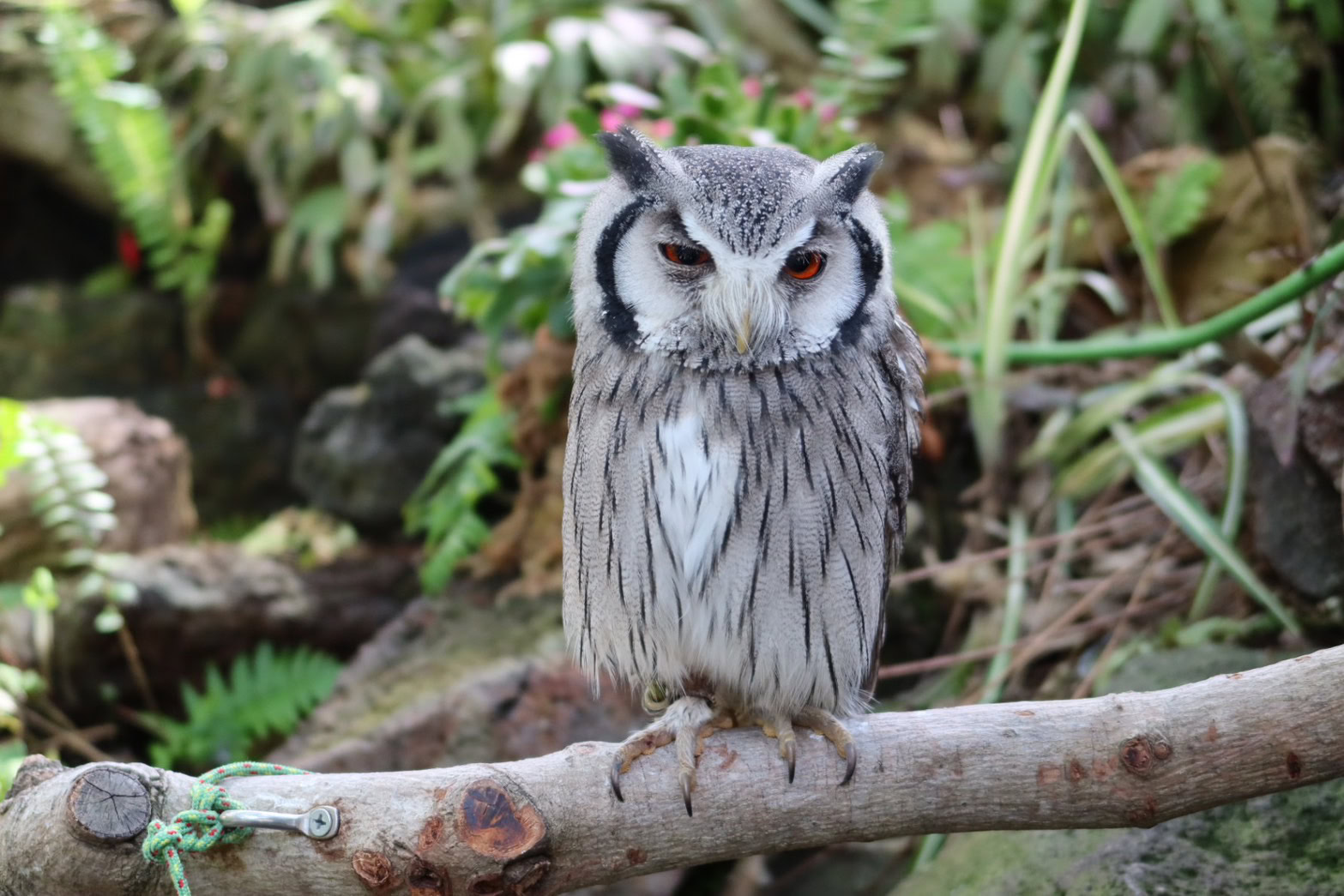 Owl at Izu Shaboten Zoo