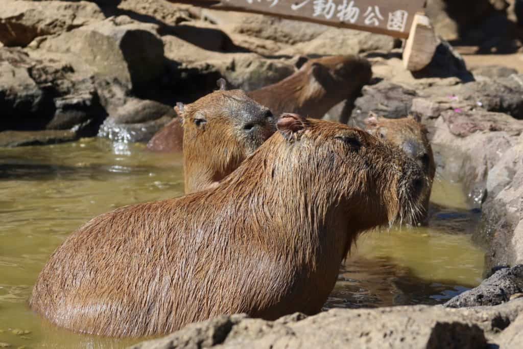 Capybara at Izu Shaboten Zoo