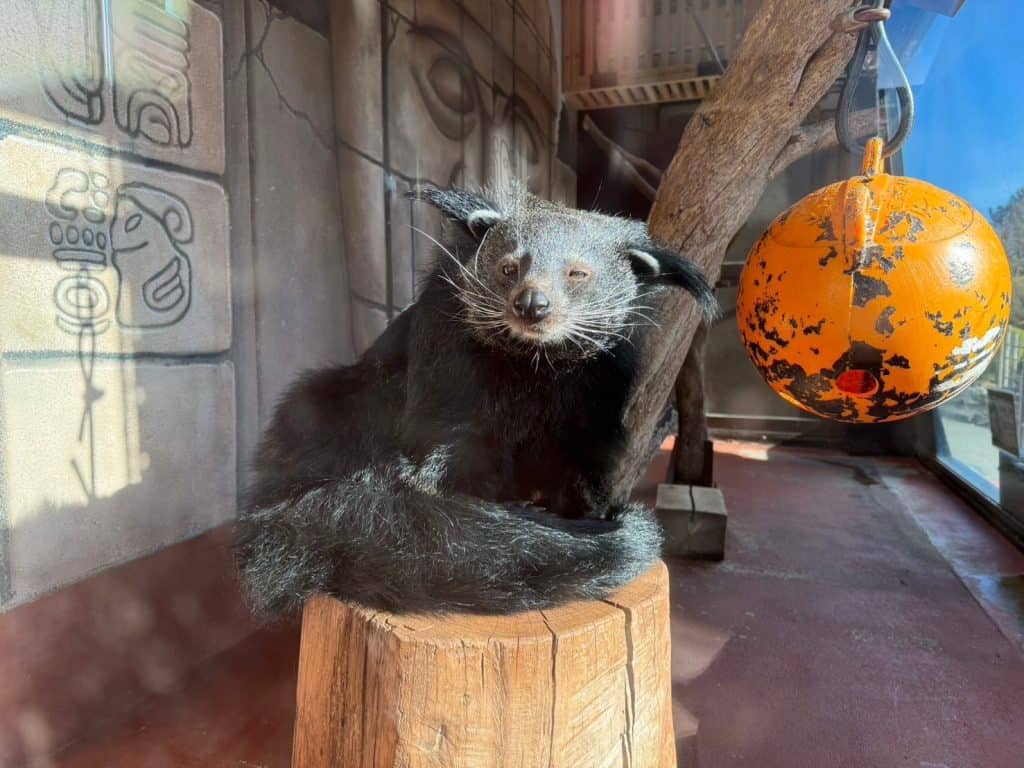 Binturong at iIzu Shaboten Zoo