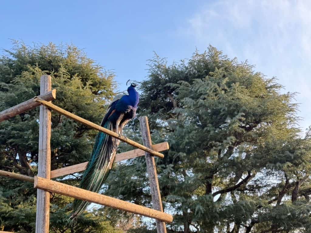 Over 70 free roaming peacocks -  Izu Shaboten Zoo